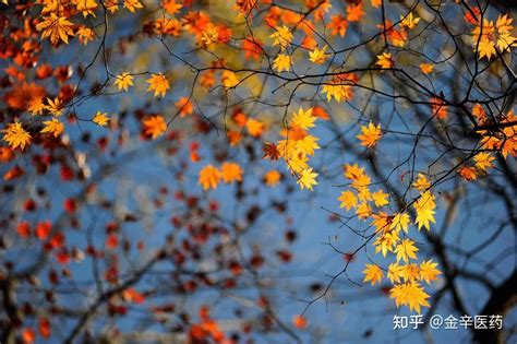 烤秋晴意思|二十四节气——才感盛夏，忽而已秋